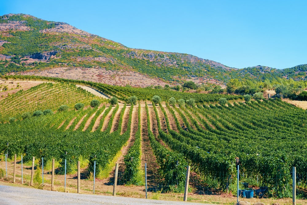 Cannonau Wine: The Ancient Sardinian Secret to Longevity